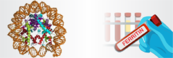 Blog Images Understanding Ferritin