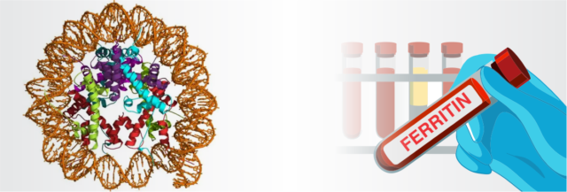 Blog Images Understanding Ferritin