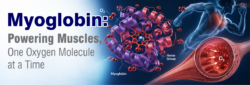 Blog Images Myoglobin Powering Muscles One Oxygen Molecule at a Time