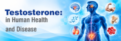 Blog Testosterone in Human Health and Disease