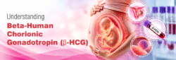 Blog Understanding Beta Human Chorionic Gonadotropin β HCG 1