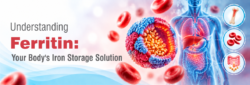 Blog Understanding Ferritin Your Bodys Iron Storage Solution New